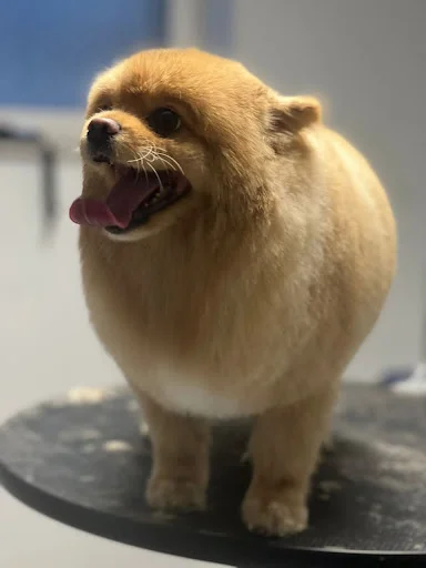 کلینیک حیوانات تبریز پلاس