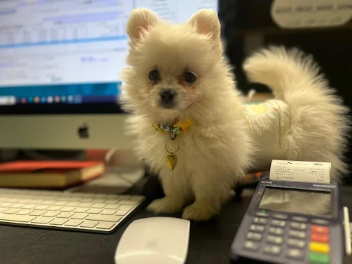 کلینیک حیوانات تبریز پلاس