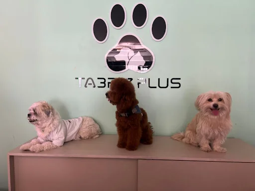 کلینیک حیوانات تبریز پلاس