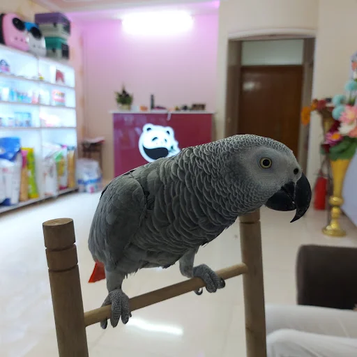 کلینیک حیوانات خانگی پاندا - کلینیک دامپزشکی در تبریز