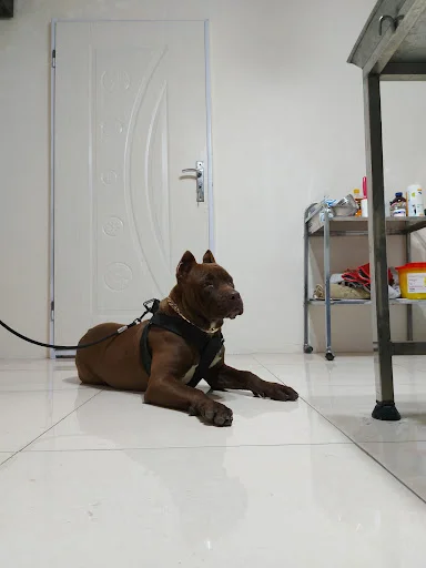 کلینیک حیوانات خانگی پاندا - کلینیک دامپزشکی در تبریز