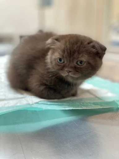 کلینیک حیوانات خانگی پاندا - کلینیک دامپزشکی در تبریز