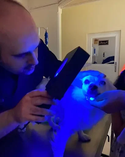 کلینیک حیوانات خانگی پاندا - کلینیک دامپزشکی در تبریز