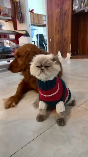 پت هتل تبریز