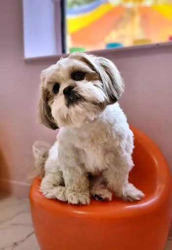 هتل پانسیون و مهد سگ پاتی