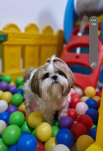 هتل پانسیون و مهد سگ پاتی