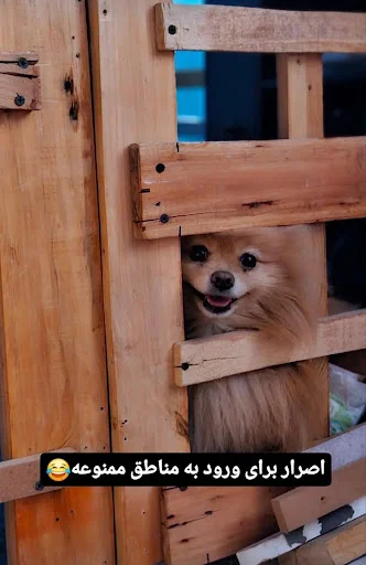 هتل پانسیون و مهد سگ پاتی