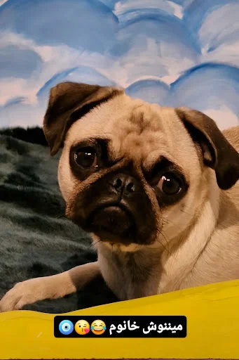 هتل پانسیون و مهد سگ پاتی