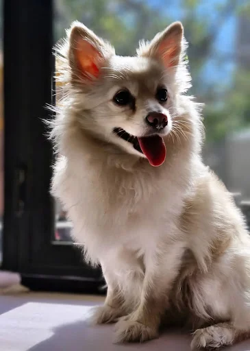 هتل پانسیون و مهد سگ پاتی