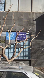 آرایش وپیرایش رخ نقره ای