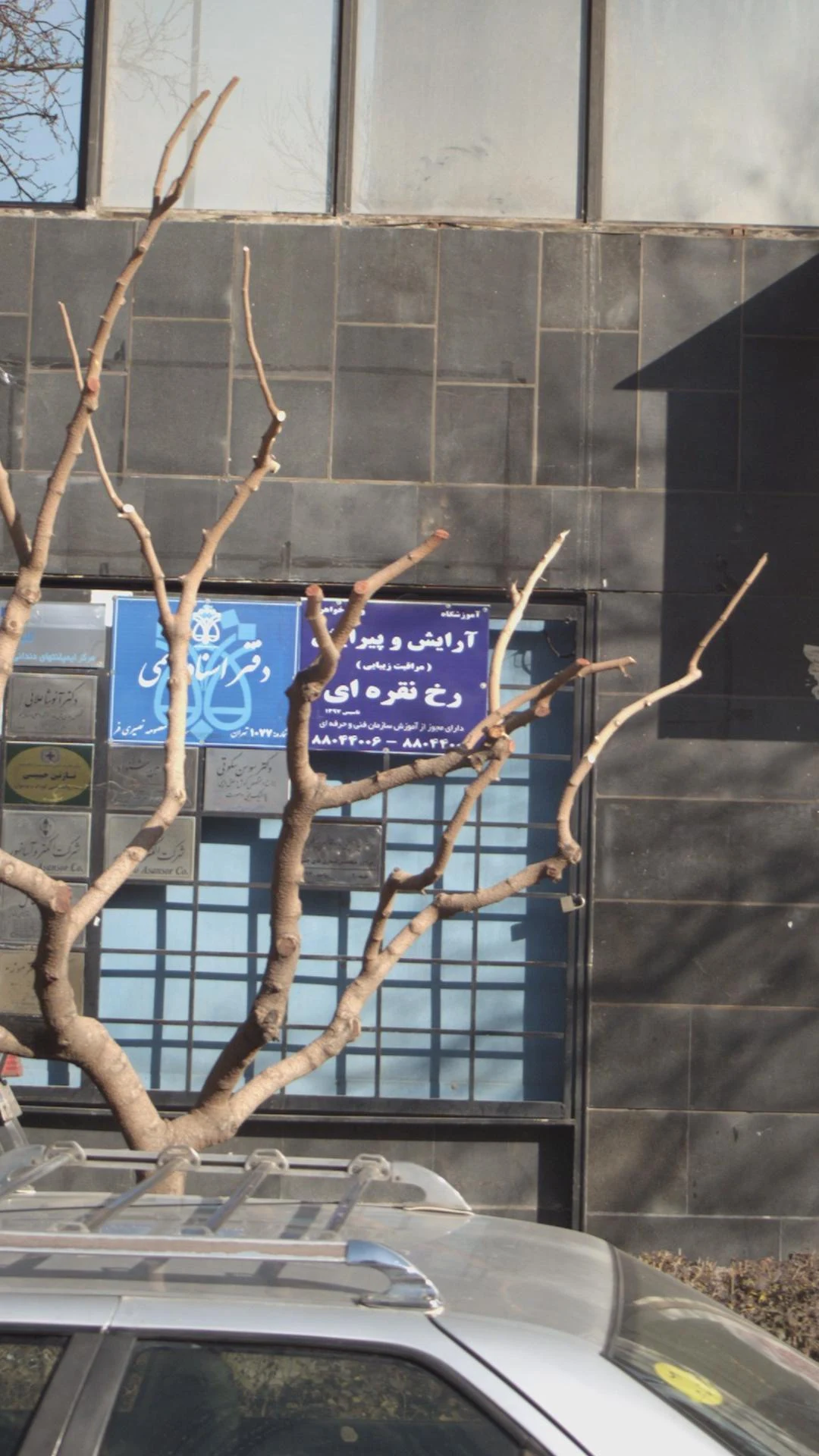 ماسه نقره ای - تصویر 2