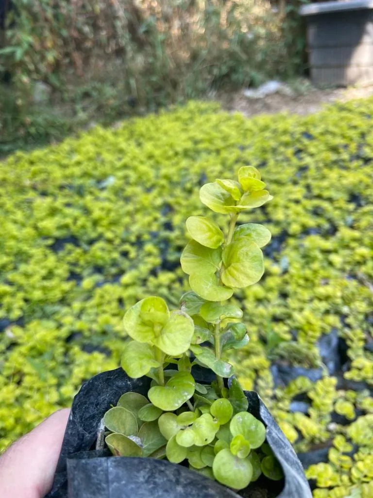 نهالستان بهمن آبادی