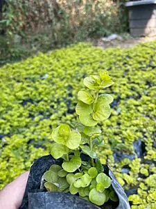 نهالستان بهمن آبادی