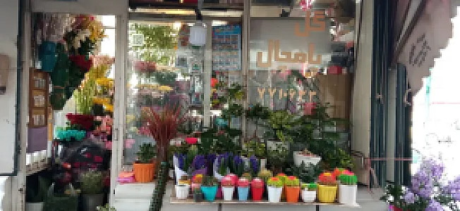 گل و گیاه انگور