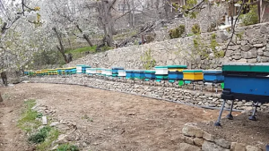 زنبورستان مهدی اخوان مقدم