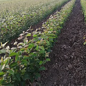 عسل فروشی خدادادی