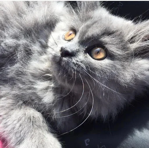 کلینیک حیوانات خانگی تبریز