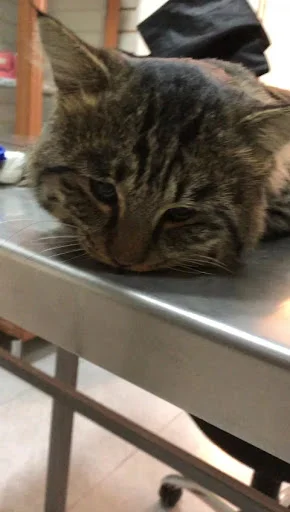 کلینیک حیوانات خانگی تبریز - کلینیک دامپزشکی در تبریز