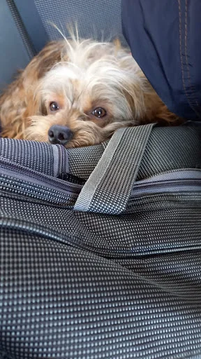 کلینیک حیوانات خانگی تبریز - کلینیک دامپزشکی در تبریز