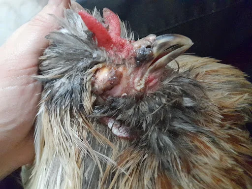 کلینیک حیوانات خانگی تبریز - کلینیک دامپزشکی در تبریز