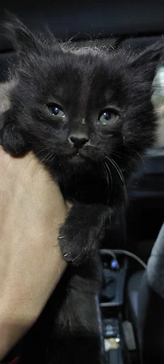 کلینیک حیوانات خانگی تبریز - کلینیک دامپزشکی در تبریز