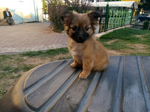 کلینیک دامپزشکی کاراکال