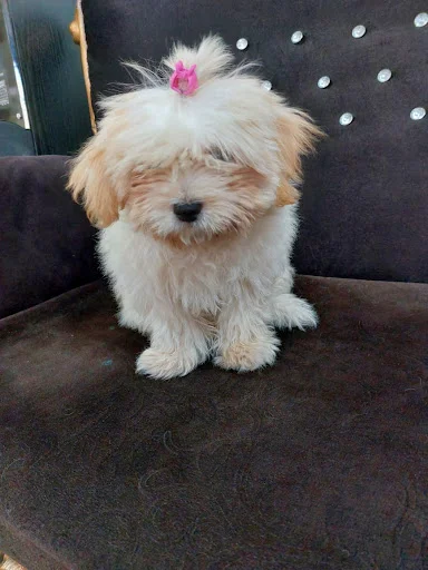 کلینیک دامپزشکی کاراکال - کلینیک دامپزشکی در تبریز