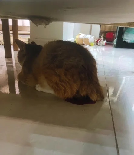 کلینیک دامپزشکی کاراکال - کلینیک دامپزشکی در تبریز