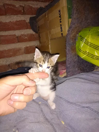 کلینیک حیوانات خانگی ارک - تصویر 2
