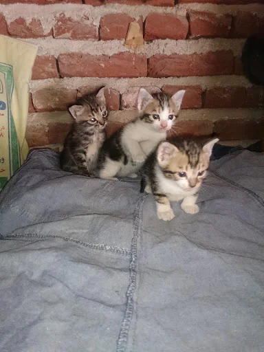 کلینیک حیوانات خانگی ارک