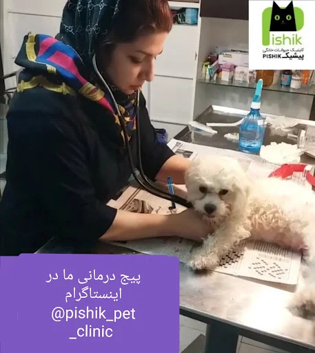 کلینیک حیوانات خانگی ارک - کلینیک دامپزشکی در تبریز