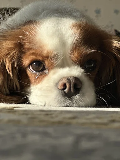 کلینیک دامپزشکی هپی پت - کلینیک دامپزشکی در تبریز