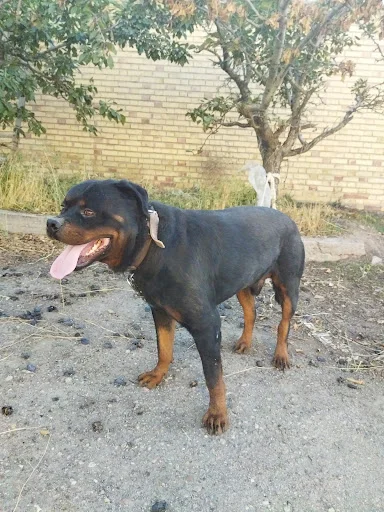 کلینیک دامپزشکی هپی پت - کلینیک دامپزشکی در تبریز