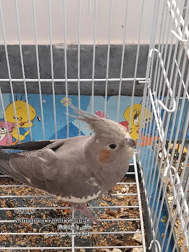 کلینیک تخصصی پرندگان دکتر مددی - تصویر 2