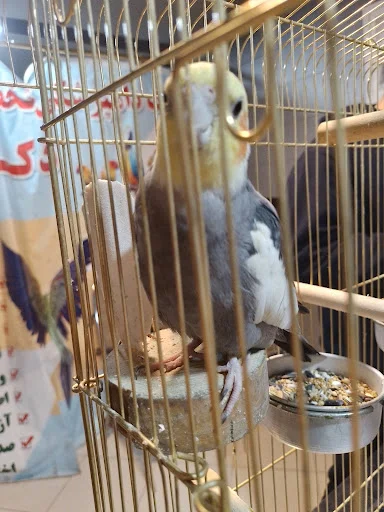 کلینیک تخصصی پرندگان دکتر مددی