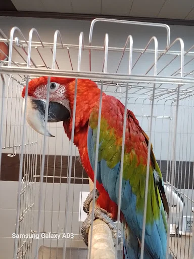 کلینیک تخصصی پرندگان دکتر مددی - کلینیک دامپزشکی در تبریز