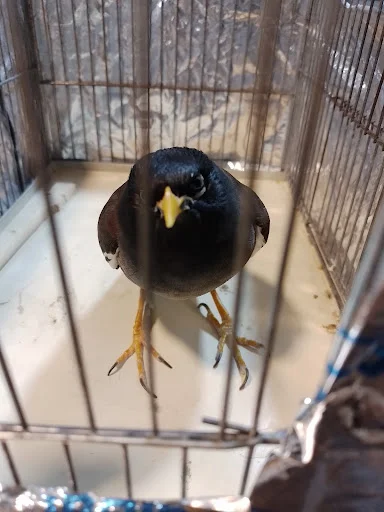 کلینیک تخصصی پرندگان دکتر مددی - کلینیک دامپزشکی در تبریز