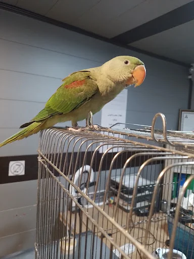 کلینیک تخصصی پرندگان دکتر مددی - کلینیک دامپزشکی در تبریز