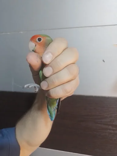 کلینیک تخصصی پرندگان دکتر مددی - کلینیک دامپزشکی در تبریز