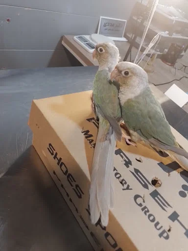 کلینیک تخصصی پرندگان دکتر مددی - کلینیک دامپزشکی در تبریز