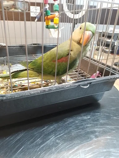 کلینیک تخصصی پرندگان دکتر مددی - کلینیک دامپزشکی در تبریز