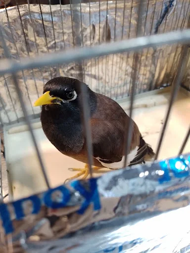 کلینیک تخصصی پرندگان دکتر مددی - کلینیک دامپزشکی در تبریز