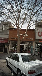 طاووس