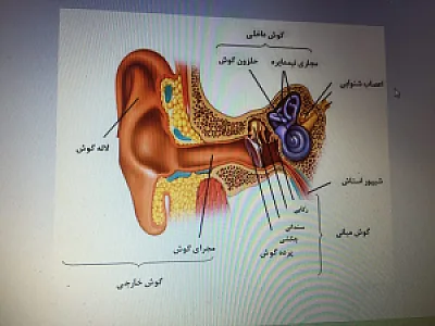 کلینیک شنوایی آوای شریعتی