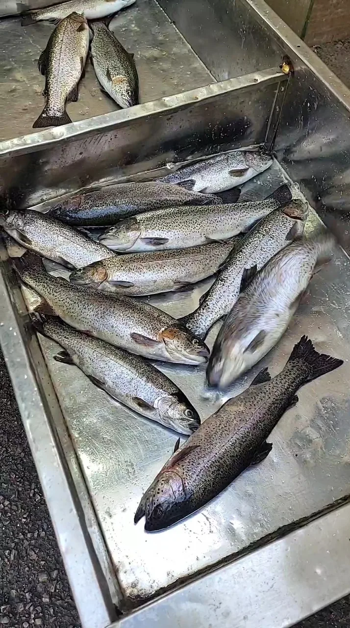 بازار میوه و تره بار تهرانسر - تصویر 3
