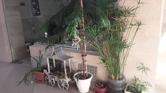 محوطه سازی و فضای سبز شعبانی