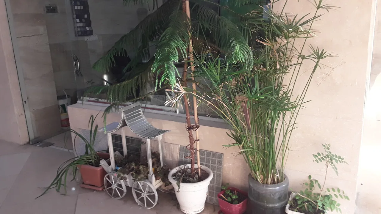 خدمات باغبانی حصاری - تصویر 3
