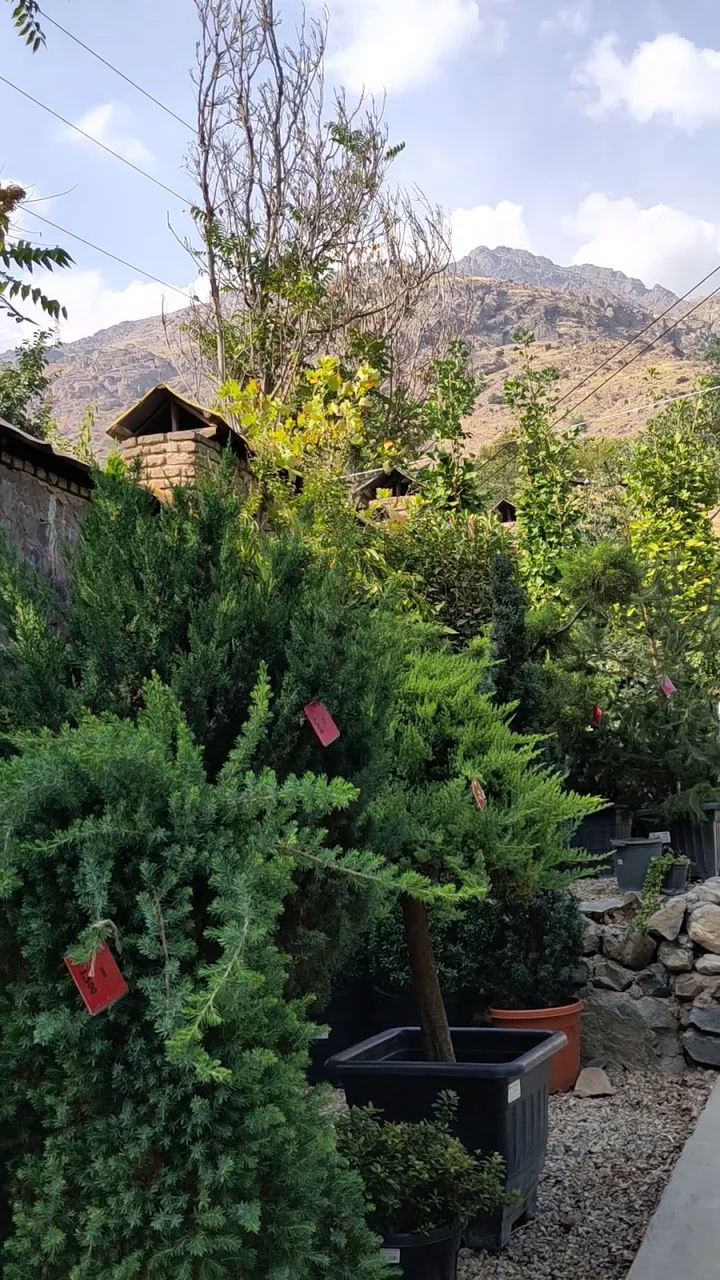 گلخانه بیلوبا - تصویر 3