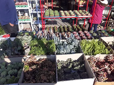 باغ گل فدک