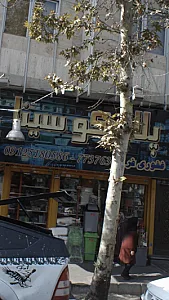 پلاسکو سینا